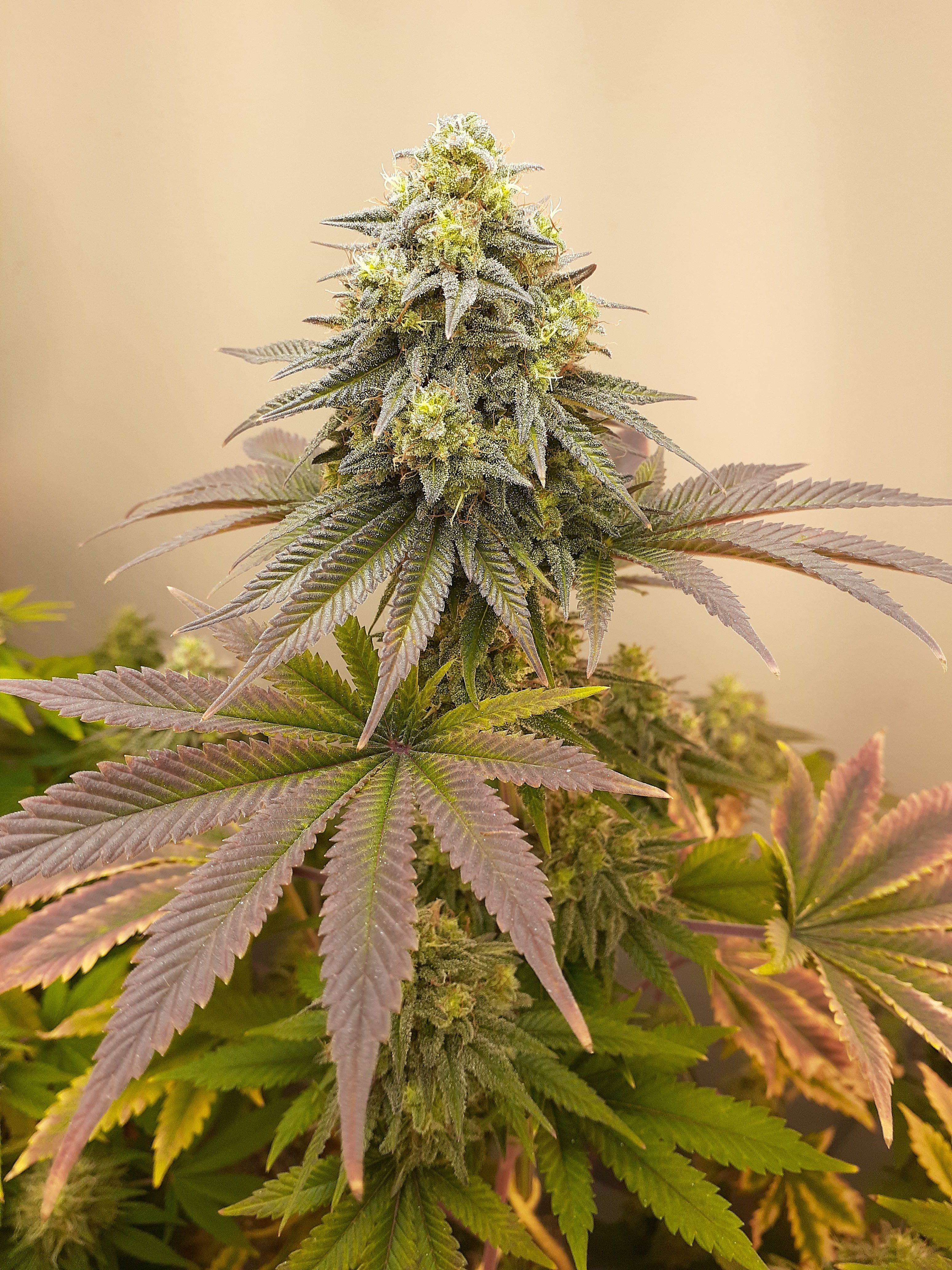 bagseed (2) - Copy.jpg