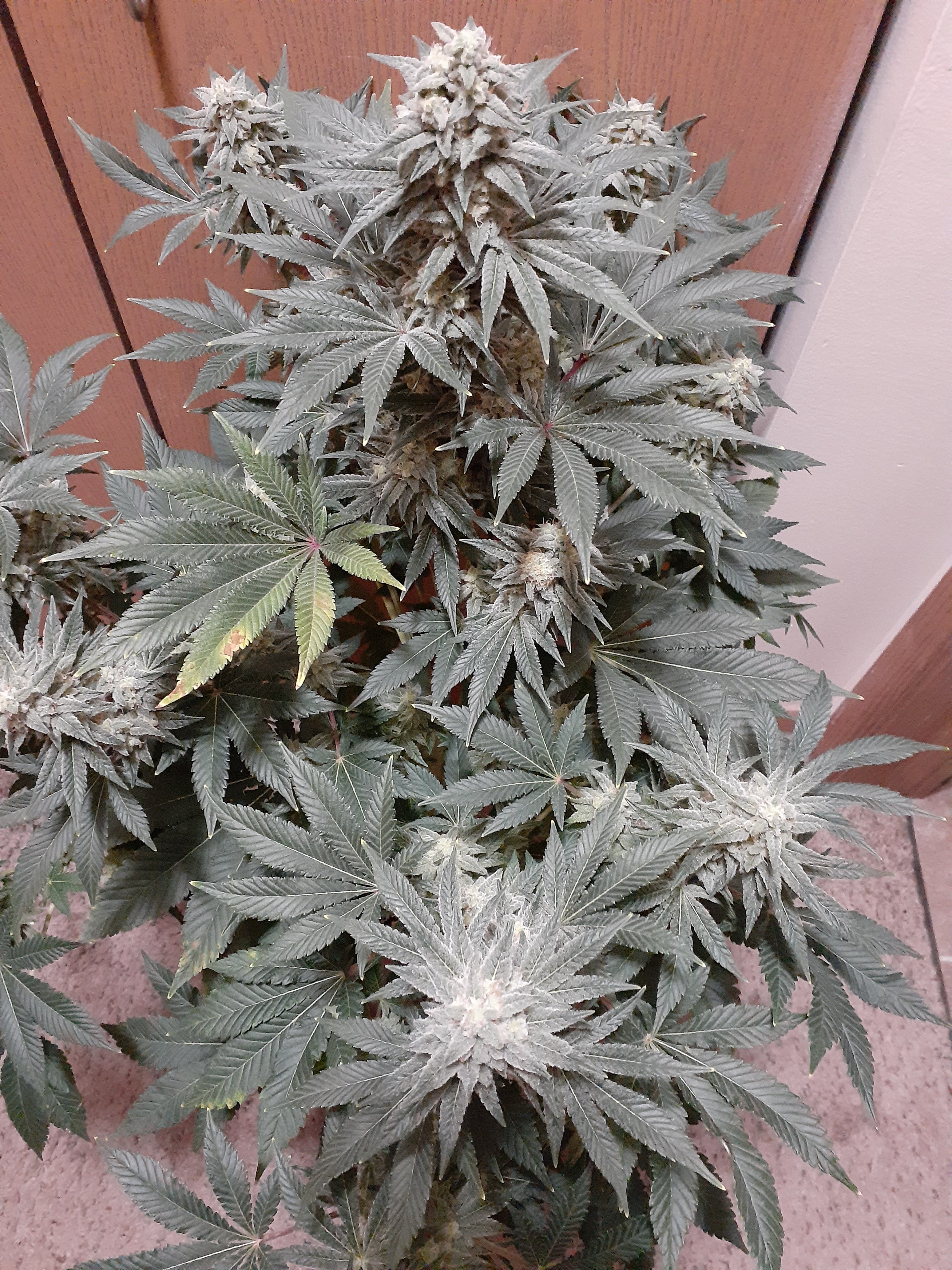 bagseed (3) - Copy.jpg