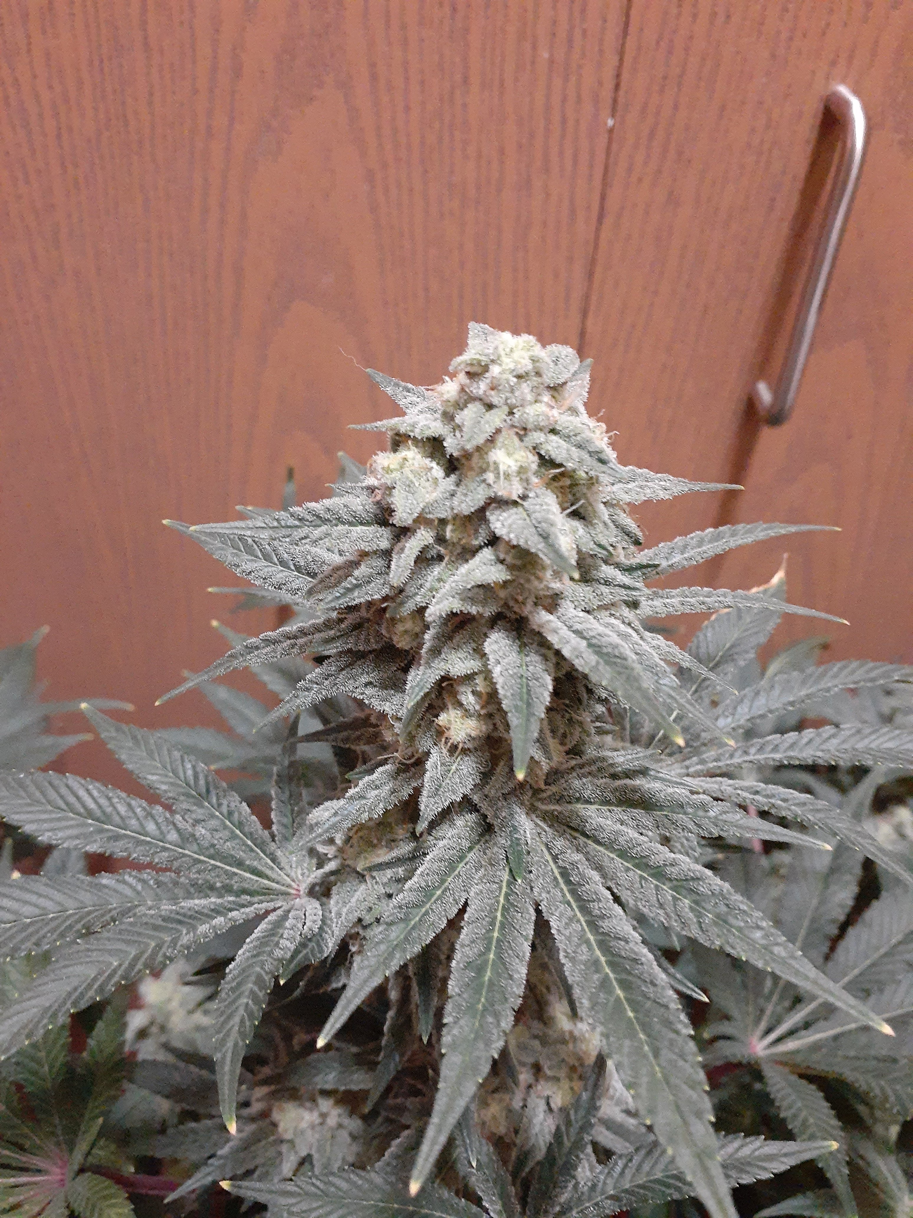 bagseed (4) - Copy (1).jpg