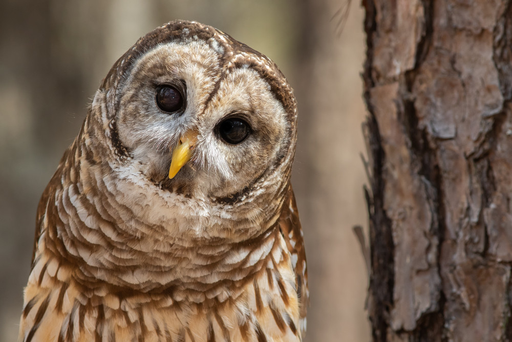 Barred-Owl-A-Depositphotos.jpg