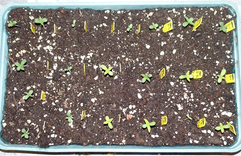 BDBseedlings.jpg