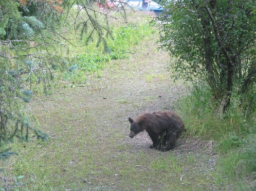 Bear shitting in woods.jpg