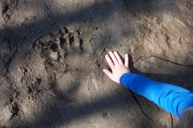 Bear Tracks I.jpg