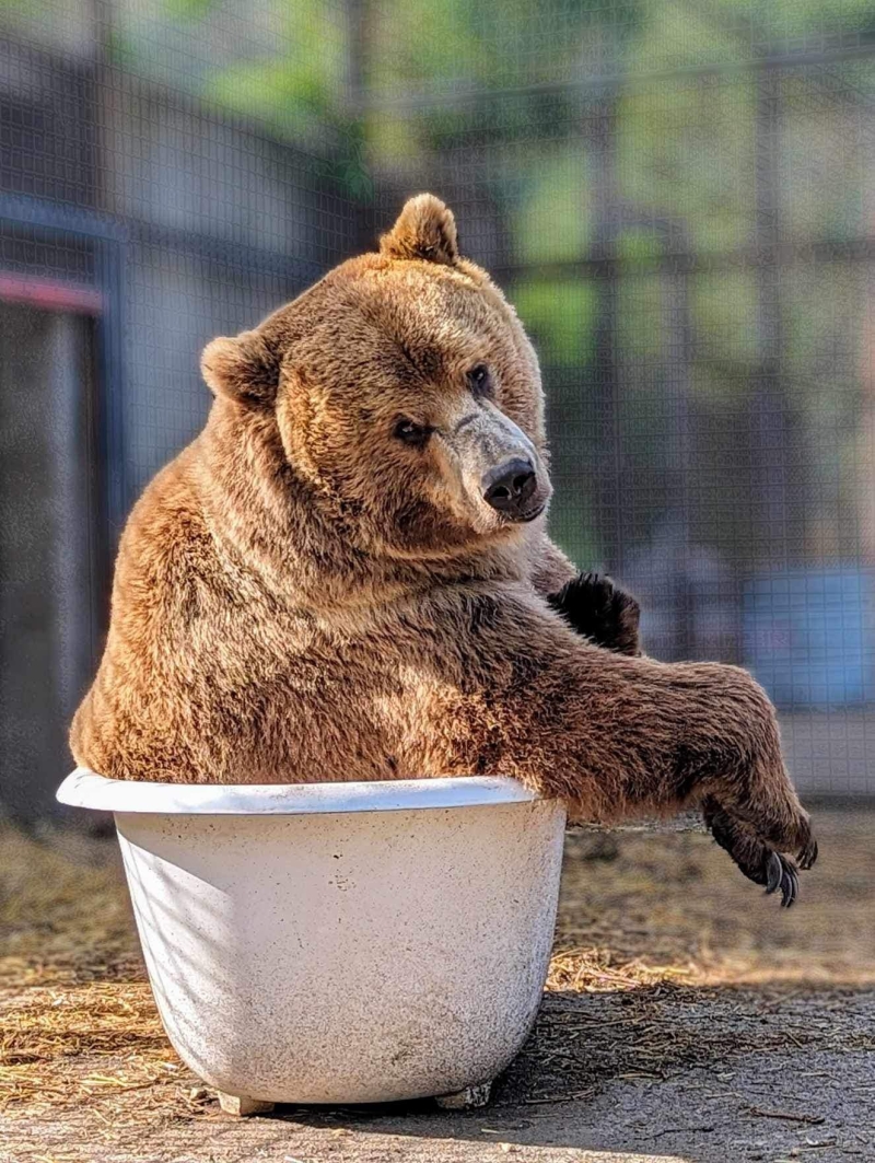 bear-tub.jpg