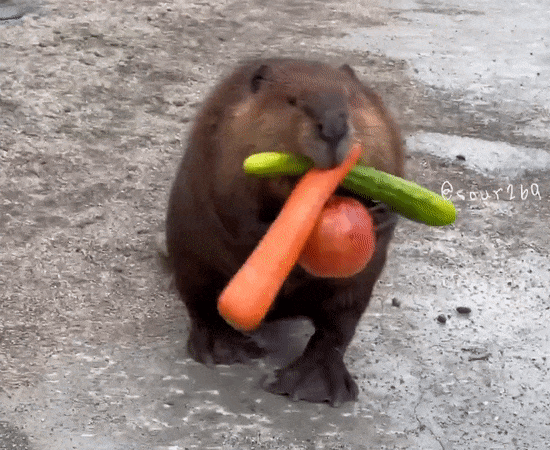 beaver grocery.gif