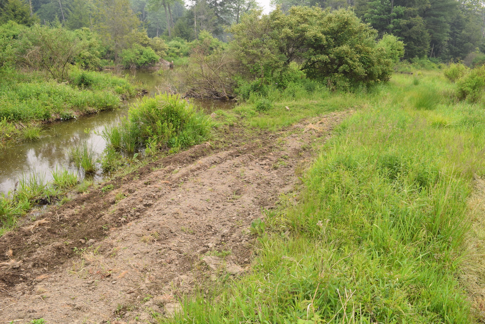 bed 4 tilled.JPG