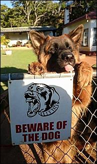 Beware of Dog.jpg