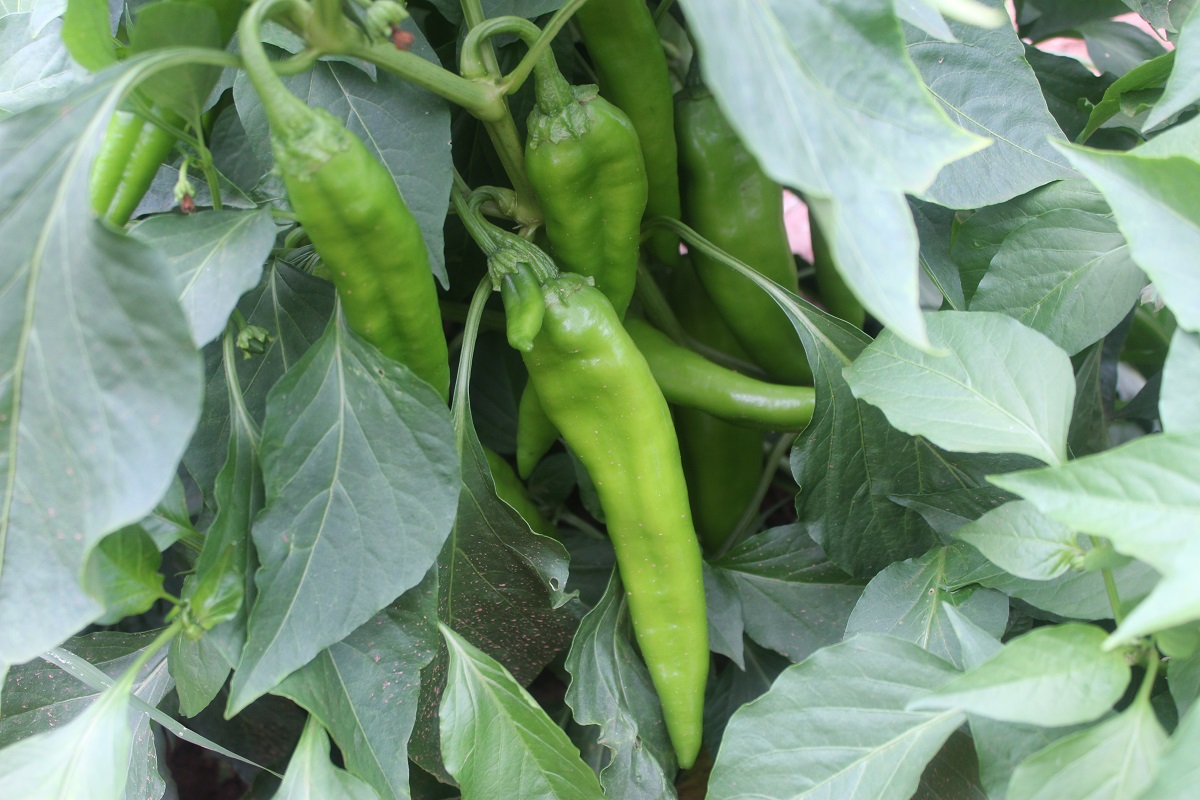 big jim green chillies.jpg