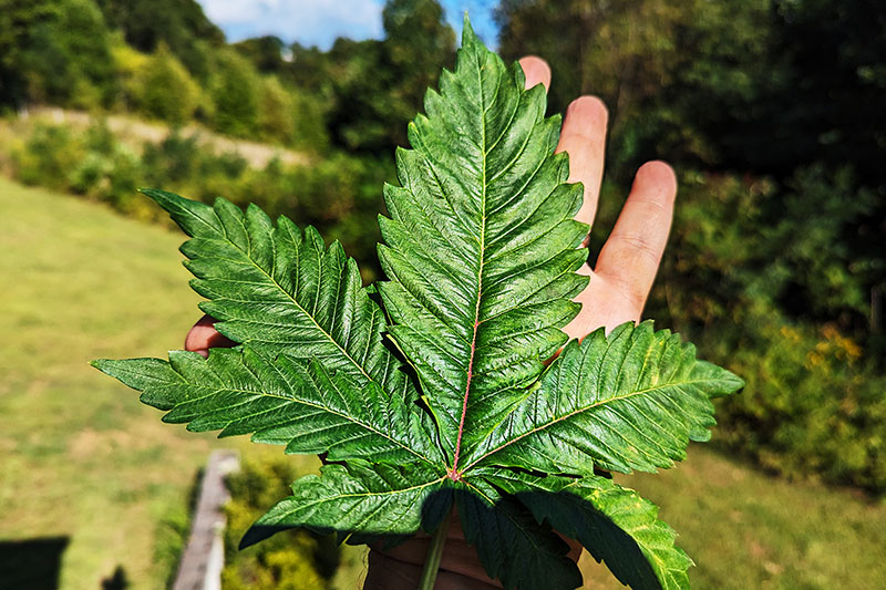 big leaf.jpg