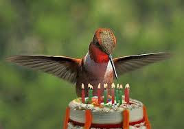 bird cake.jpg