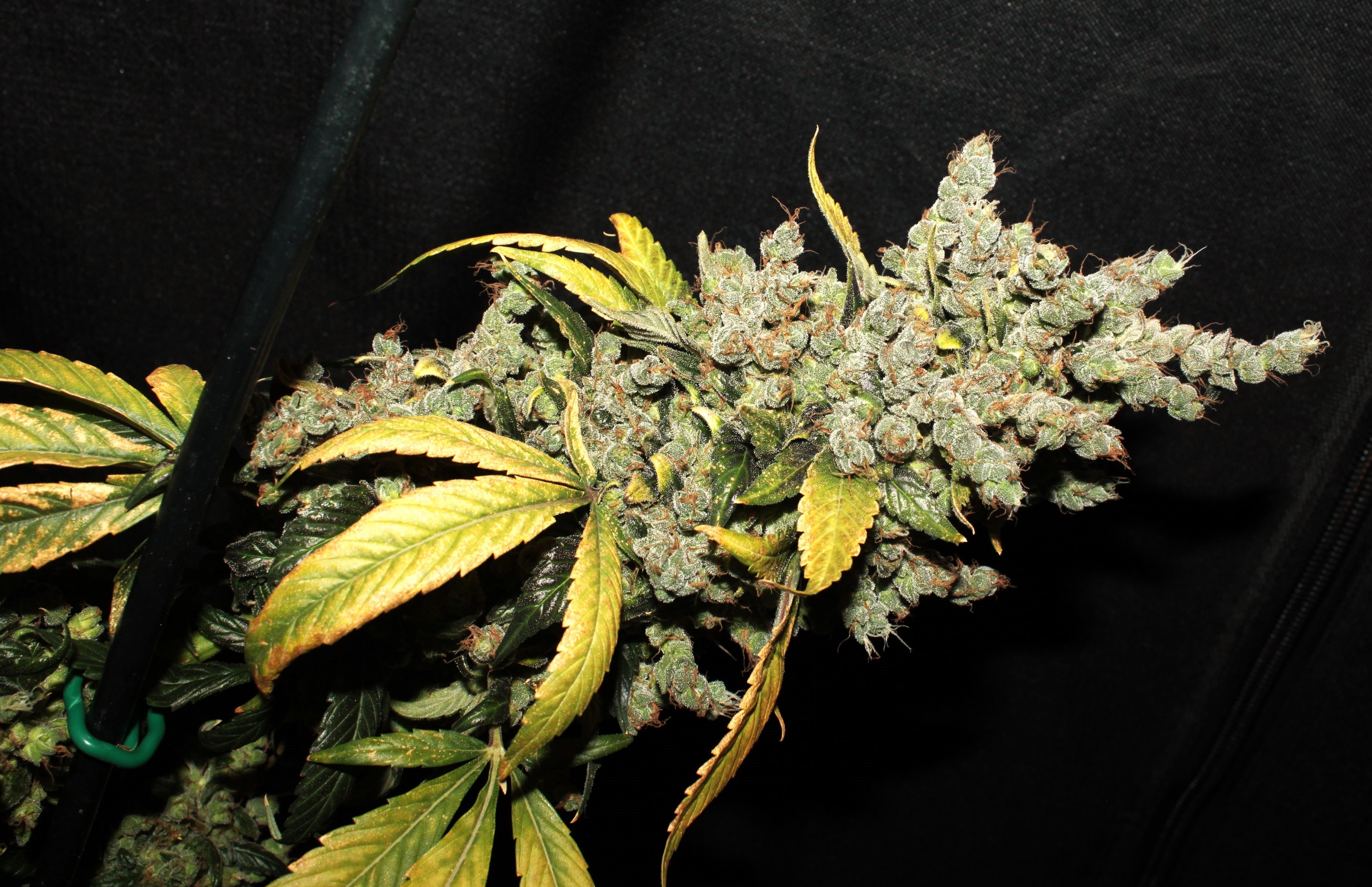 blue sting1 harvest1.jpg