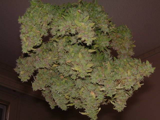 Bogglegum Re-Veg Harvested @ Day 64.jpg