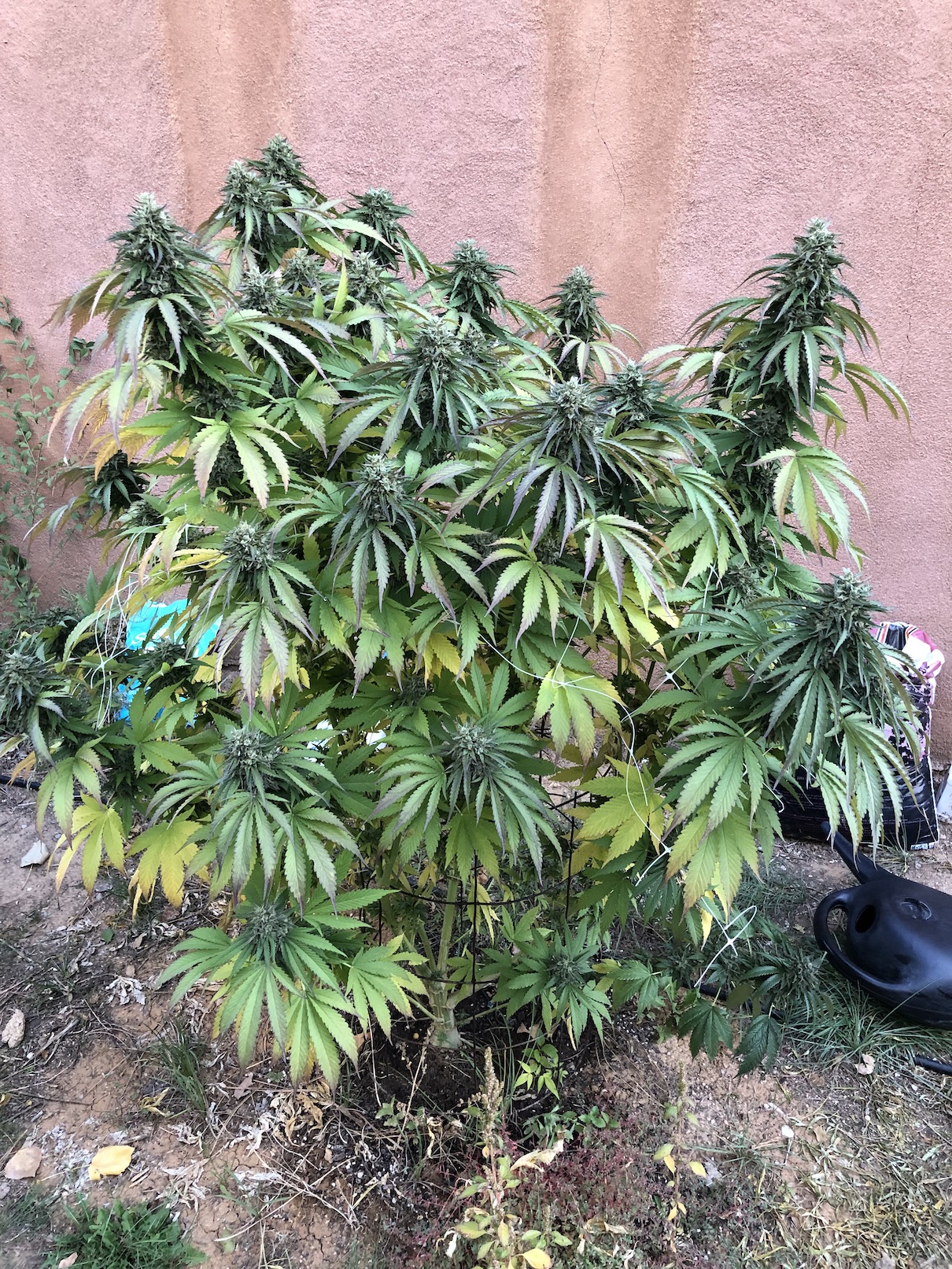 Bubba KC right before harvest.jpeg