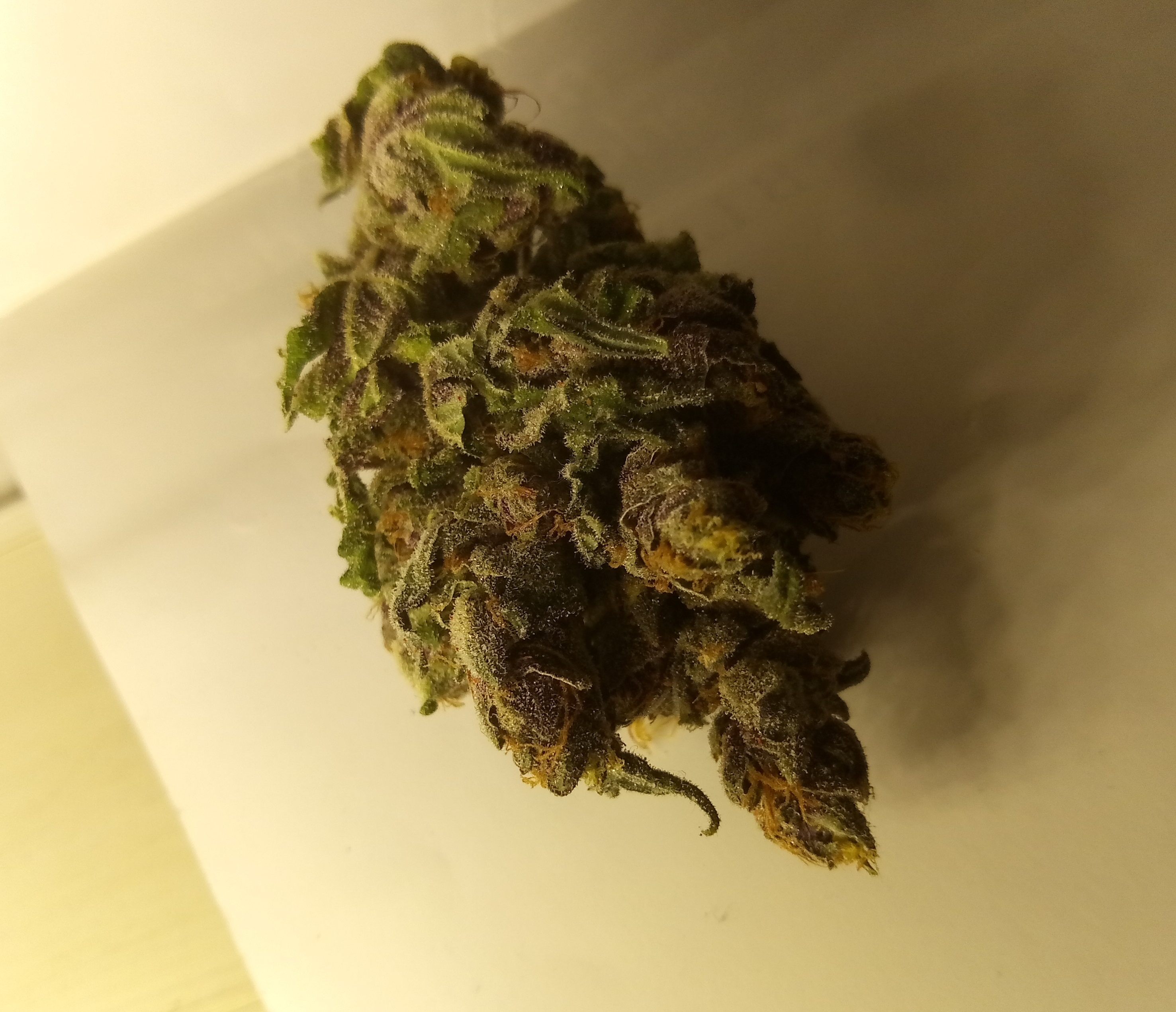 Bud PJ 2.jpg