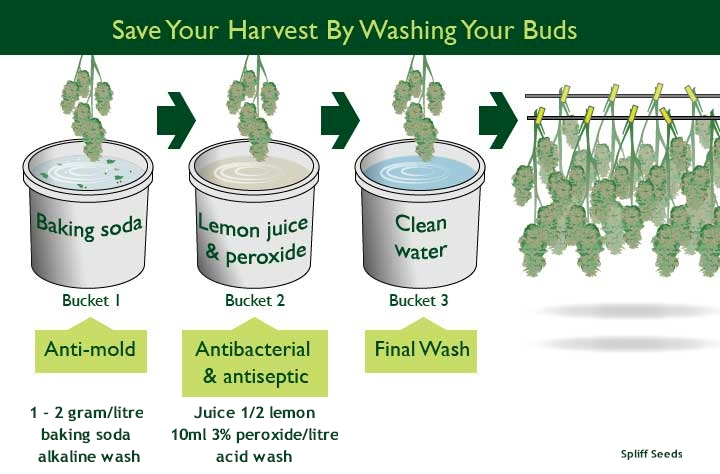 bud-wash.jpg