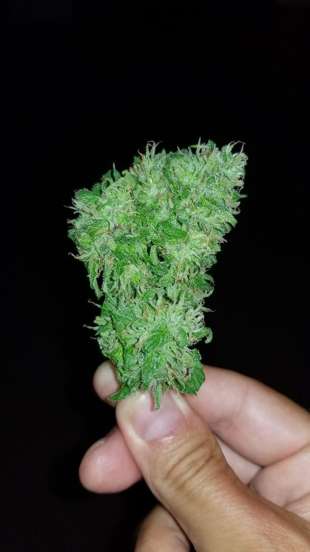 bud1.jpg