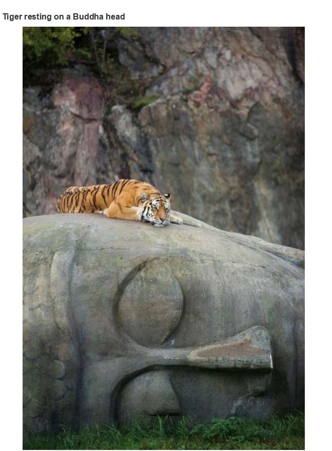 Buhda and tiger.jpg
