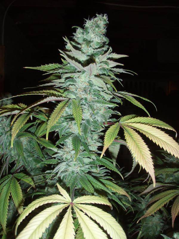C99 feminized seeds for sale - Herbies