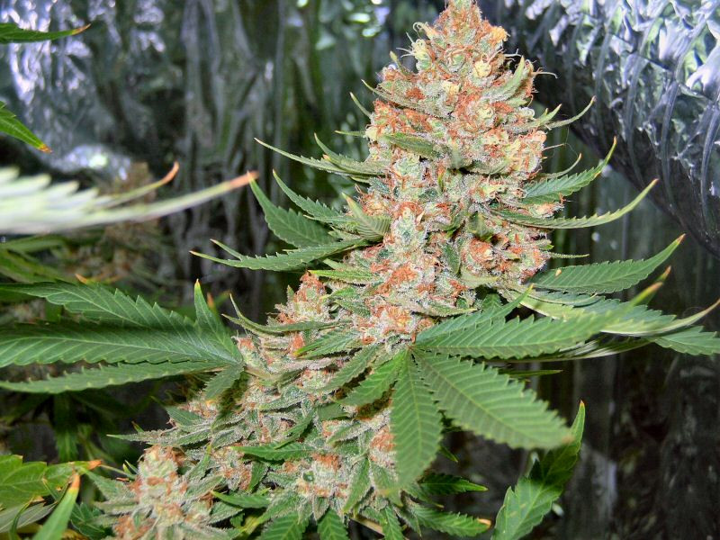 C-99-Week-8-Flower-Day-59-Budshot2.jpg