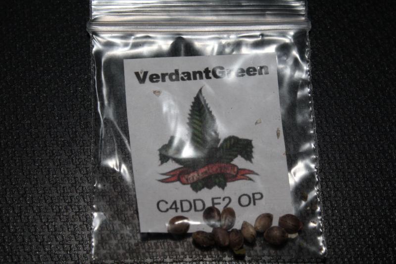 c4dd f2 seeds verdantgreen.JPG