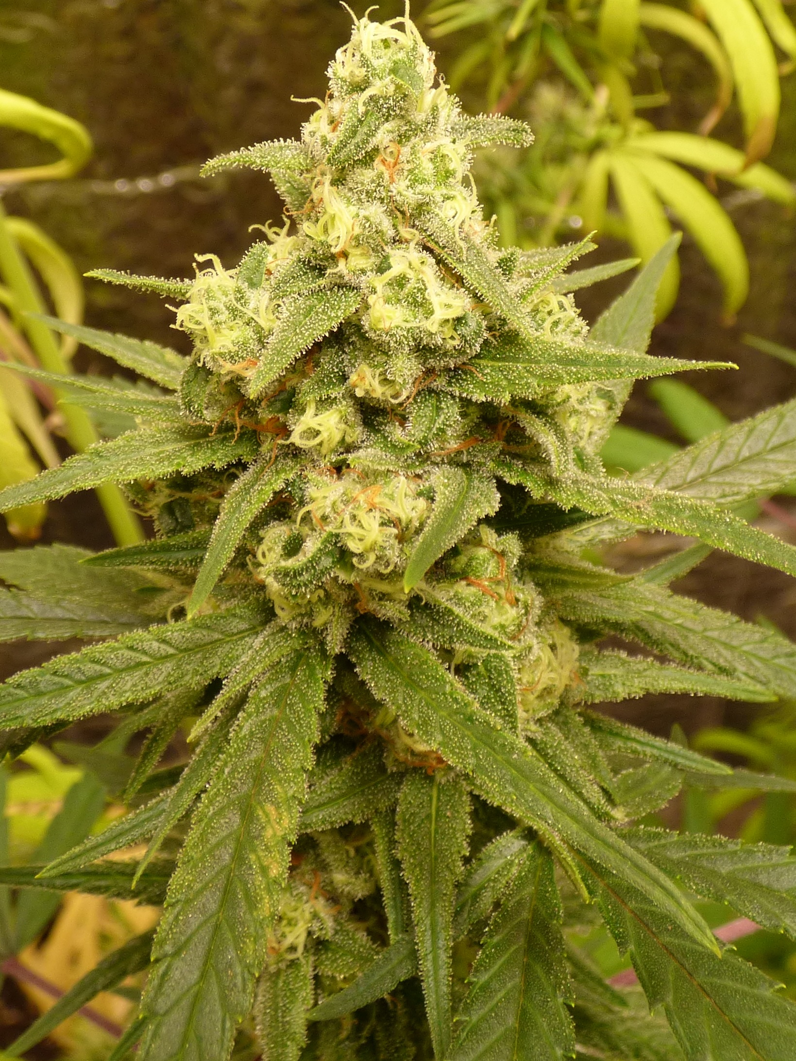 C99Bud1.JPG