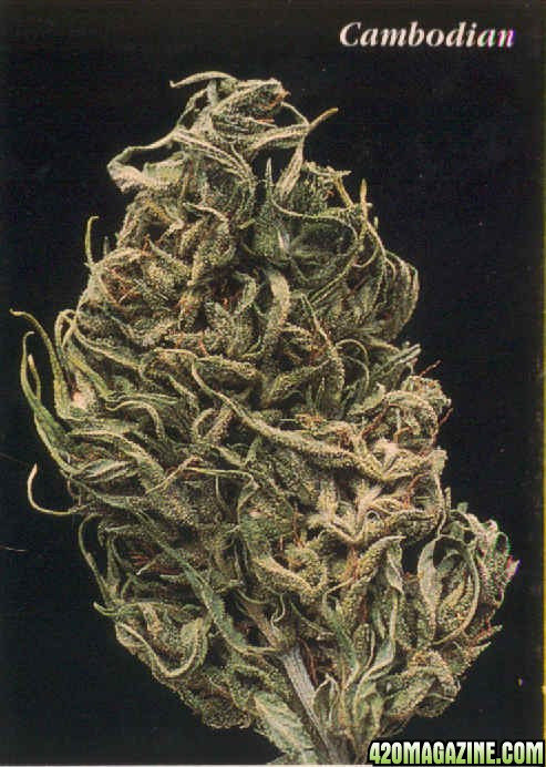 Click image for larger version  Name:	cambodian_sativa_70s[1].jpg Views:	3 Size:	108.6 KB ID:	18074474