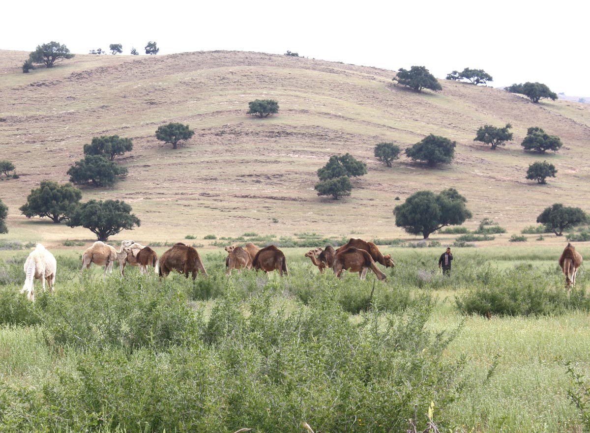 camel-roadside.jpg