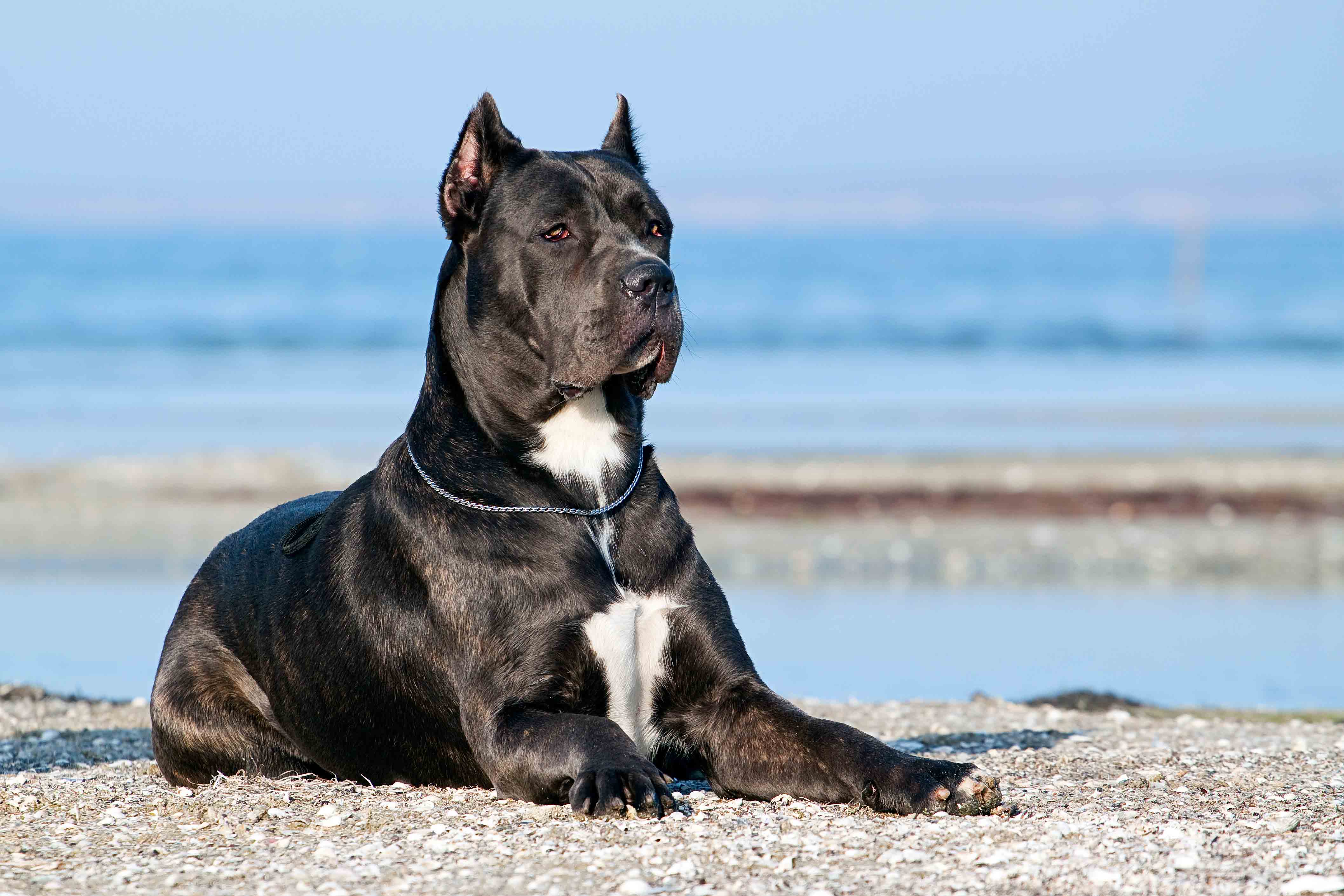 Cane_Corso_2019-08-29T202925.jpg