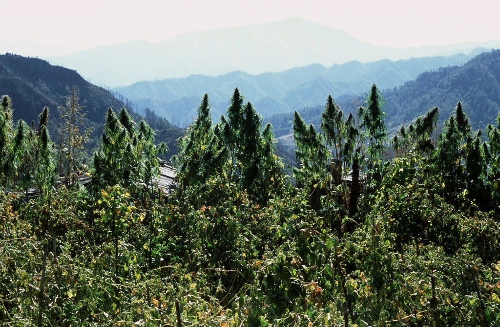 Cannabis growing in Yunnan Province in China in 2004..jpg