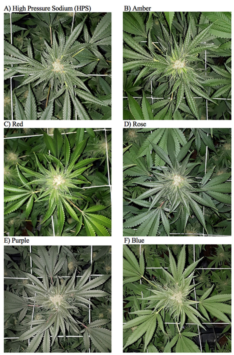 Cannabis leaf colour in response to light recipe.png