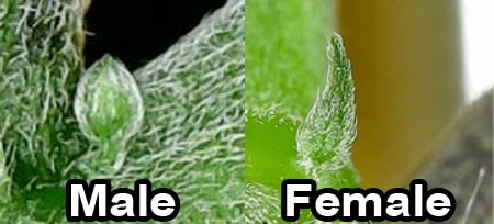 cannabis-preflower-comparison-220276740.jpg