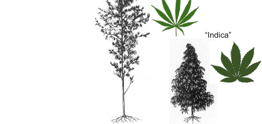 Click image for larger version  Name:	Cannabis-vernacular-taxonomy-image-adapted-from-Anderson-1980.png Views:	0 Size:	85.7 KB ID:	17893485