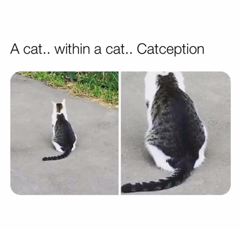 cat-cat-within-cat-catception.jpeg