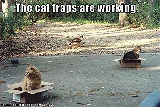 Cat traps.jpg