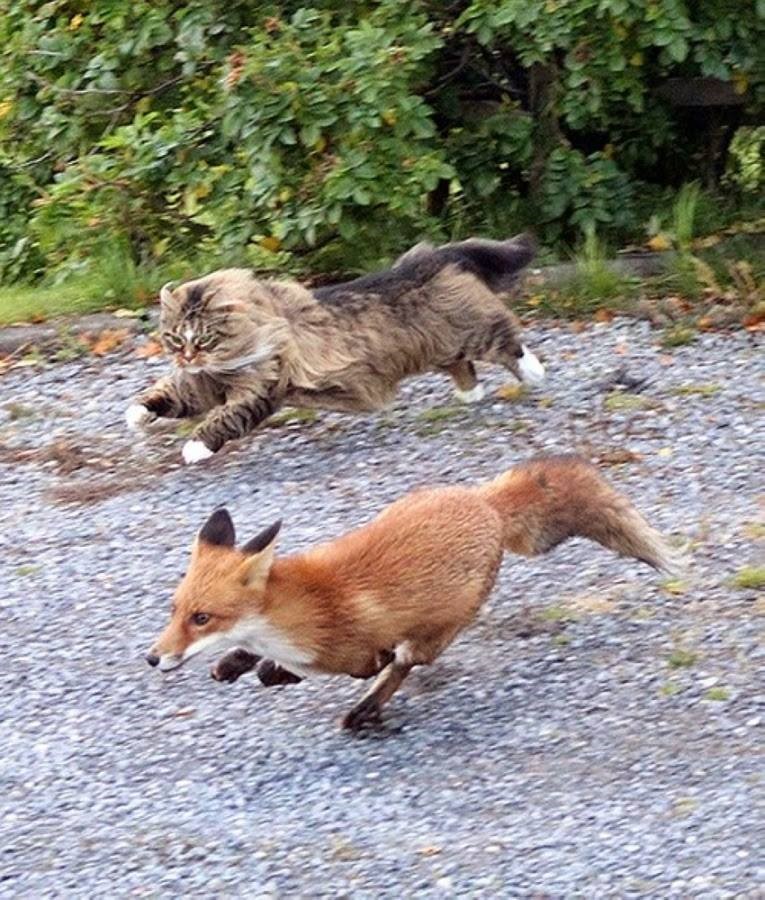 cat with fox.jpg