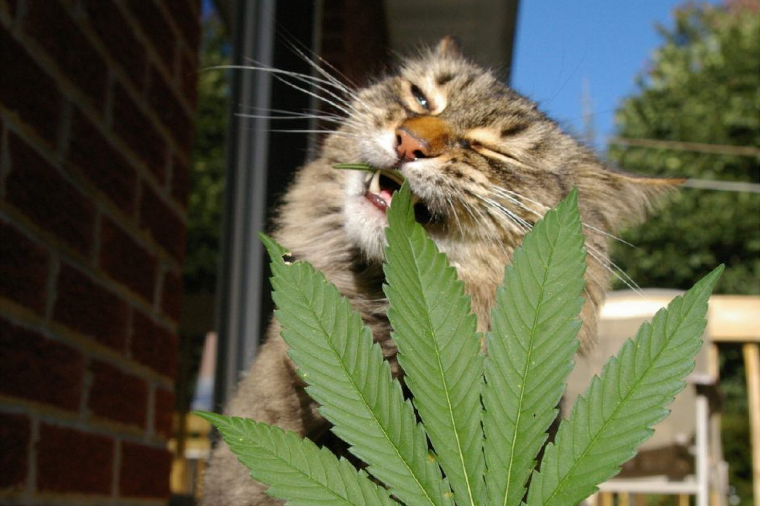 cats_and_weed-10-scaled-1-2.jpeg