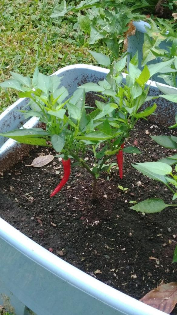 CAYENNE PEPPERS.jpg