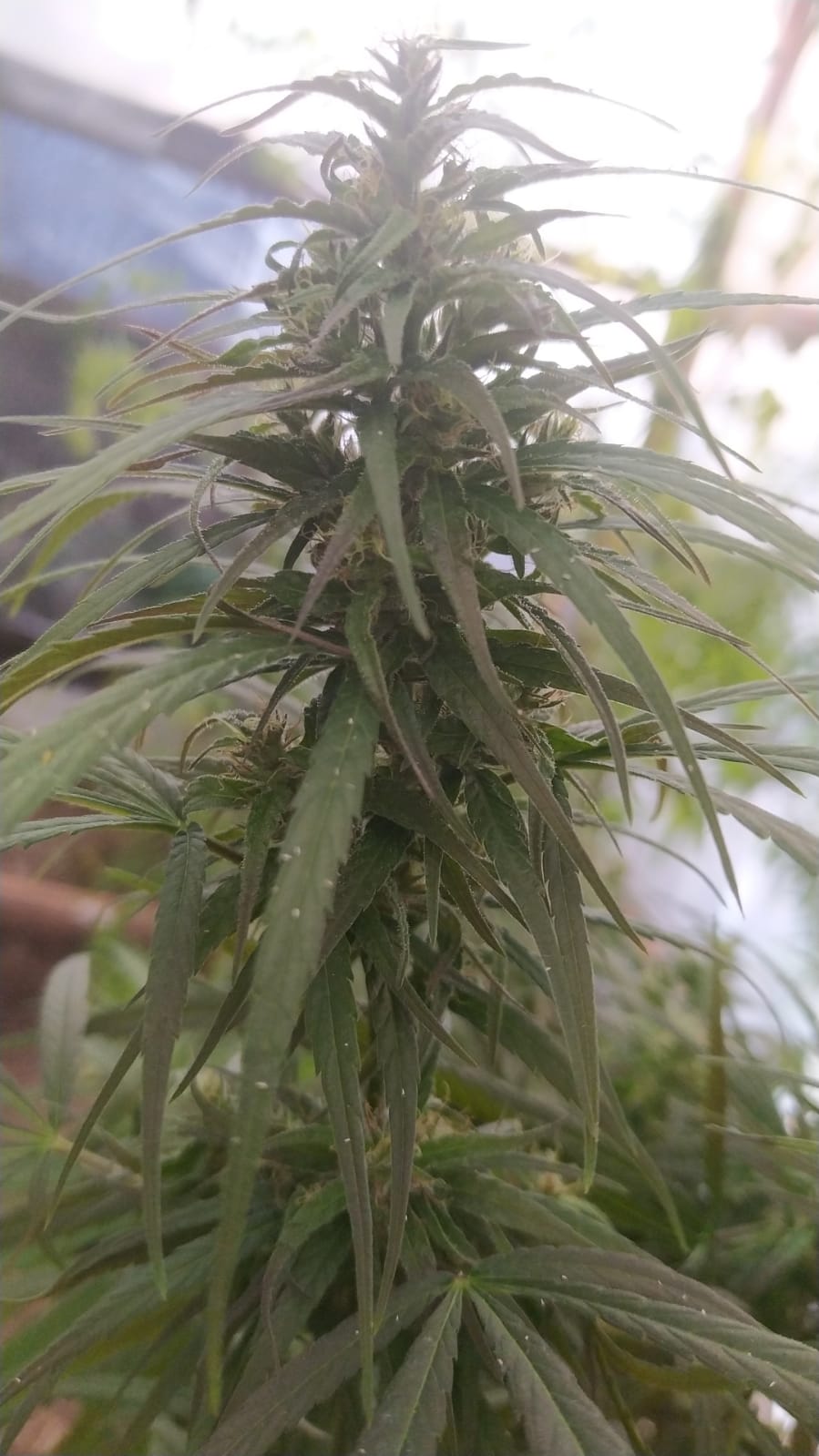 Cg72 purple x seedsman hz (2).jpeg