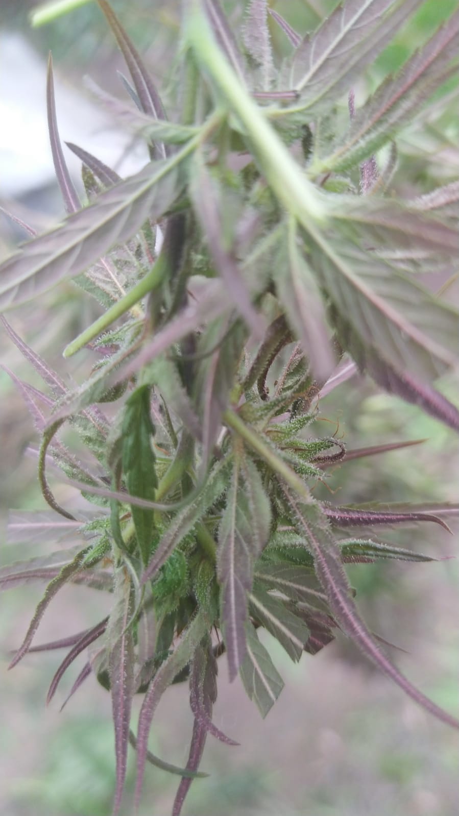 Cg72 purple x seedsman hz (8).jpeg