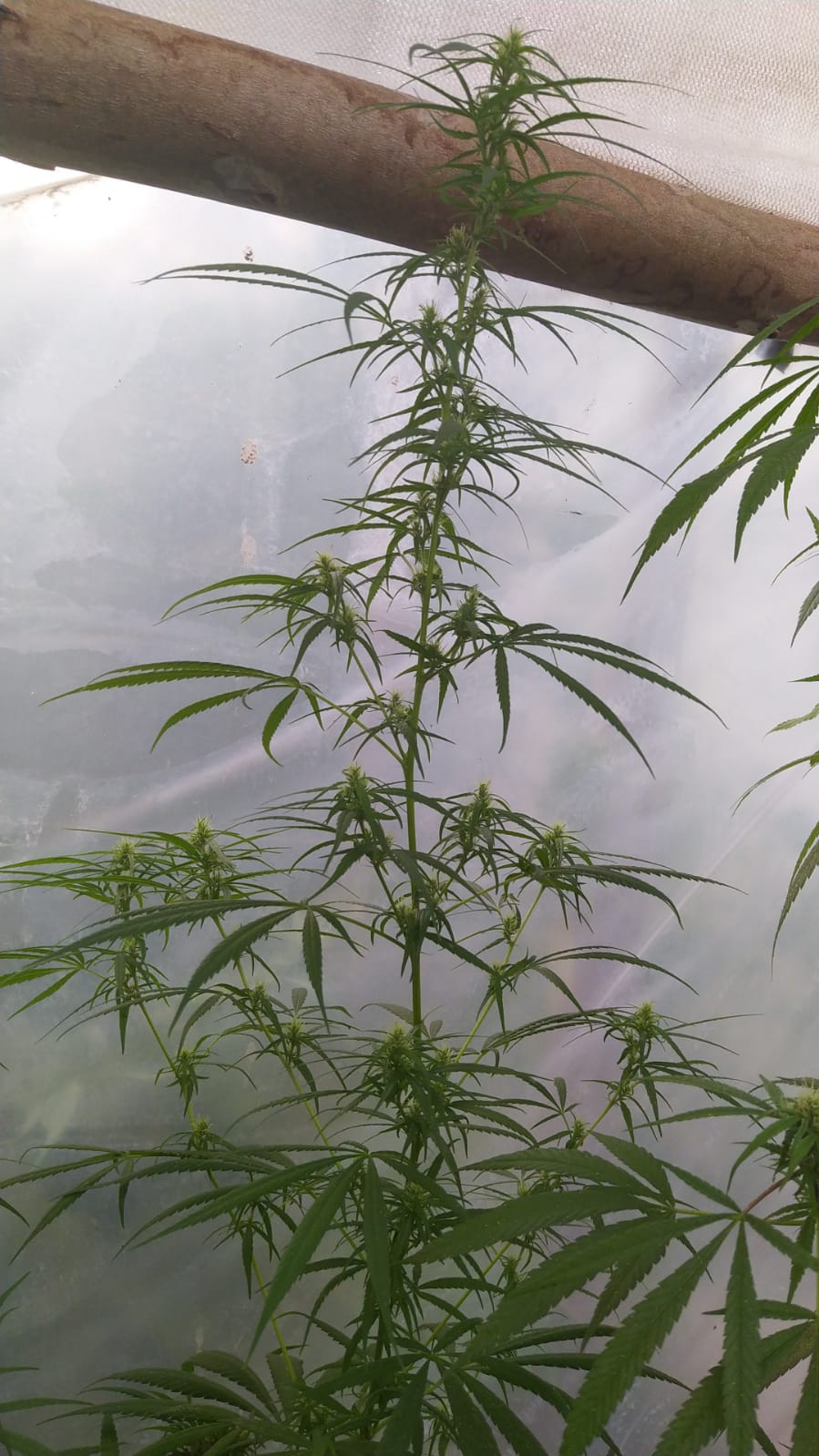 Cg72 purple x seedsman hz girl 2.jpeg