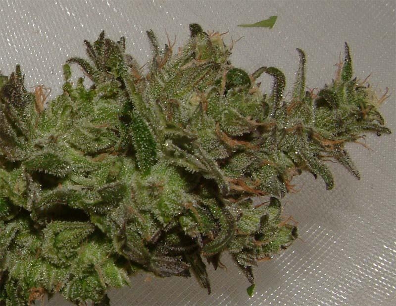 cheese-bud-chopped-at-56-pistils.jpg