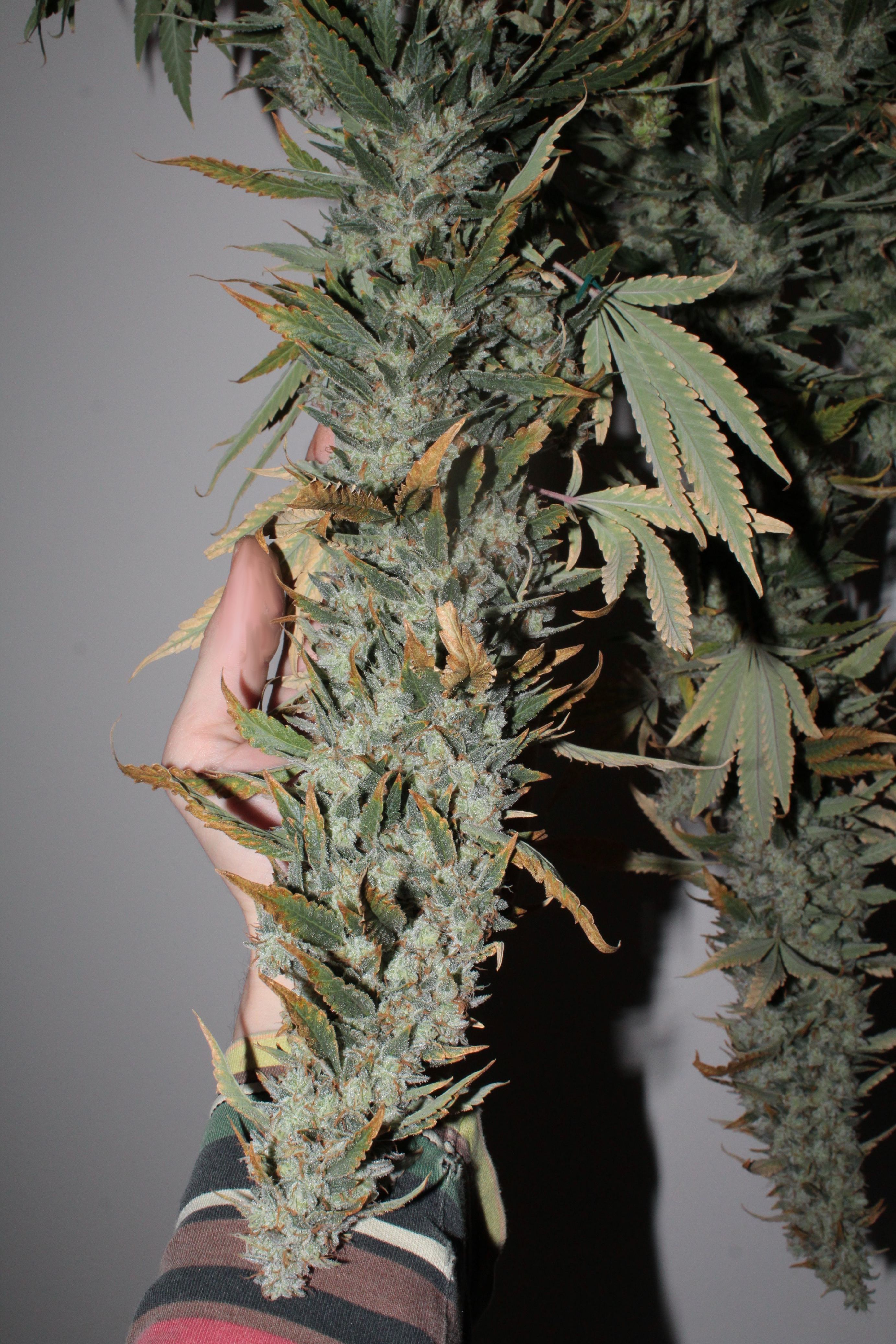 chem d gsc harvest b.JPG