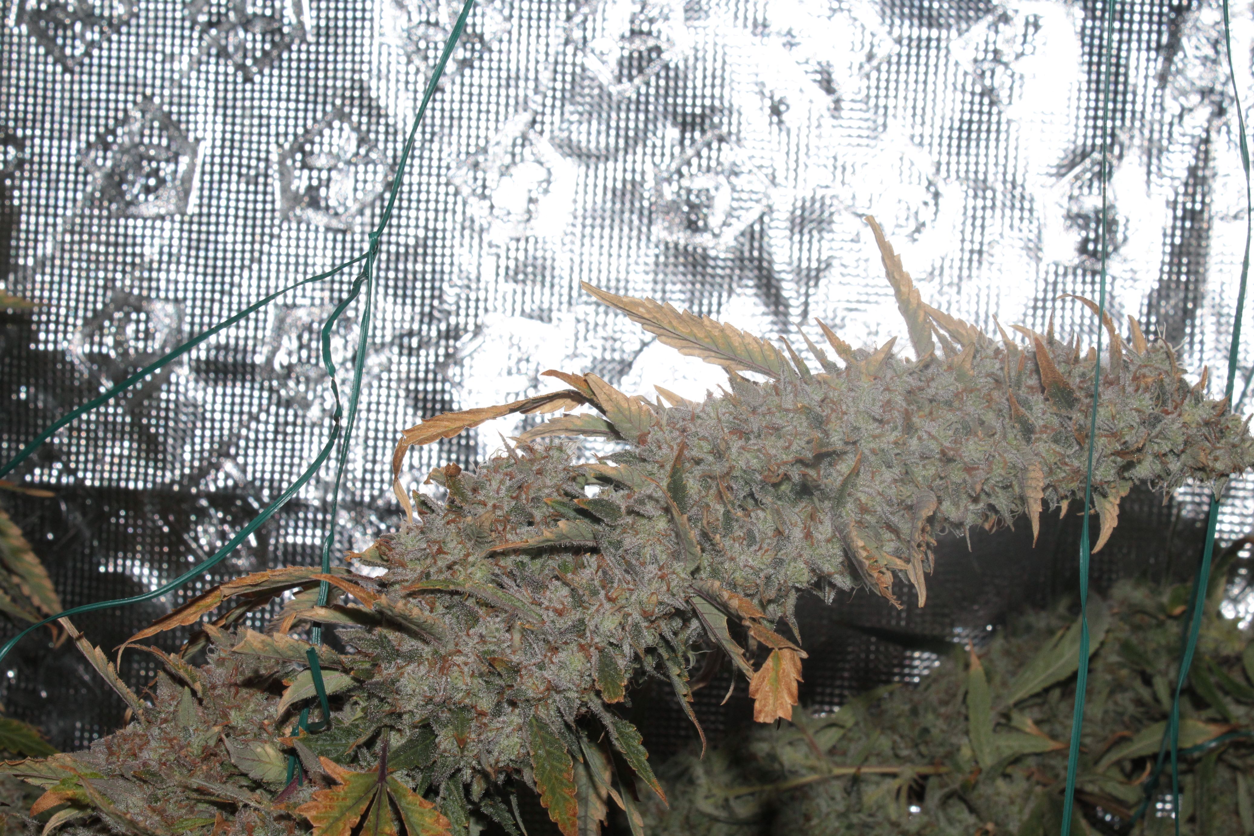 chem d gsc harvest1.JPG