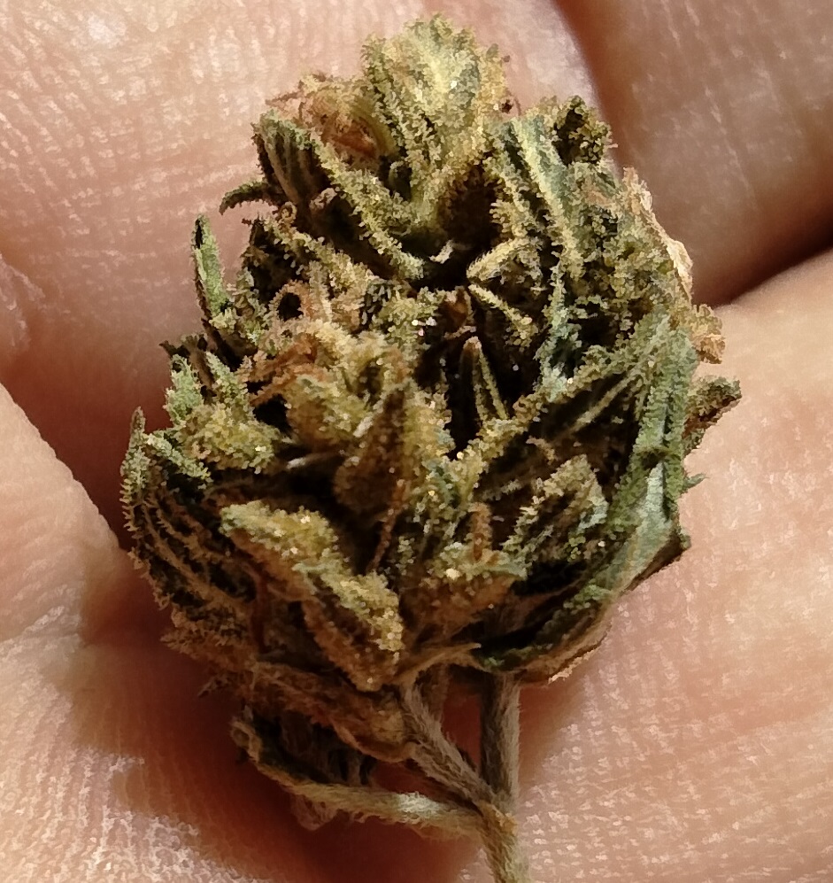 Chem's Sis bud 2.jpg