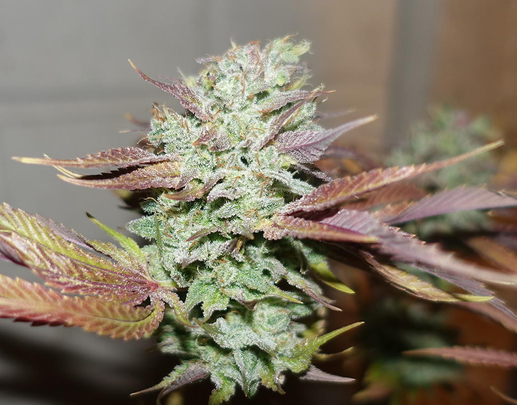 ChemZ1harvestnug.jpg