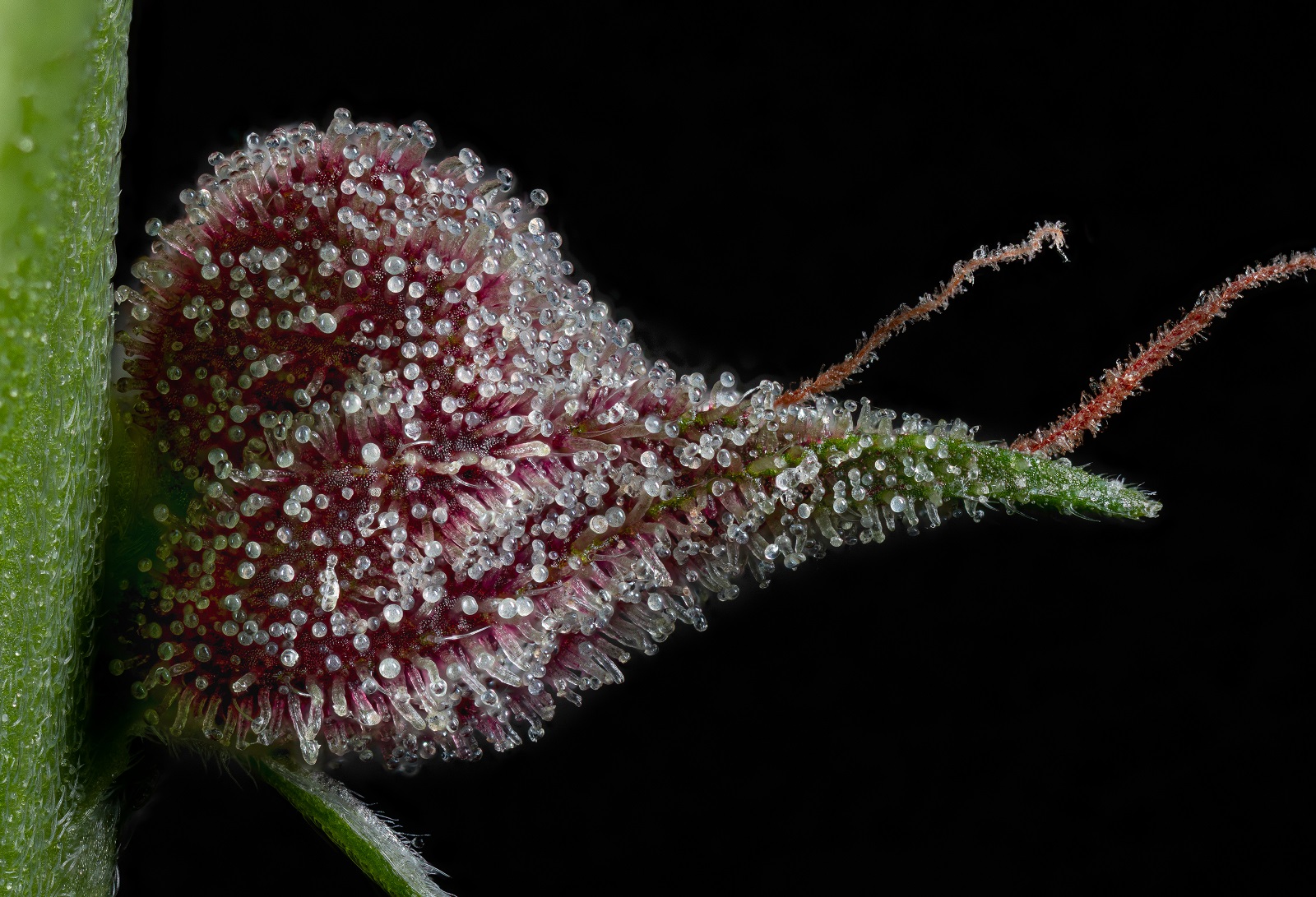 Cherry Macro (dark).jpg