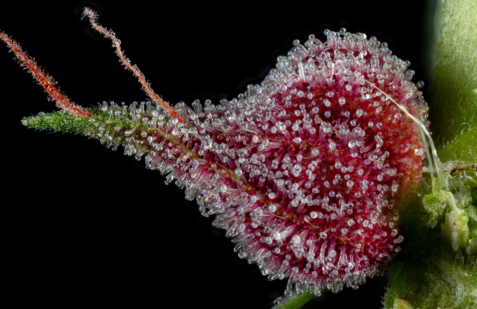 Cherry Macro (höher belichtet).jpg