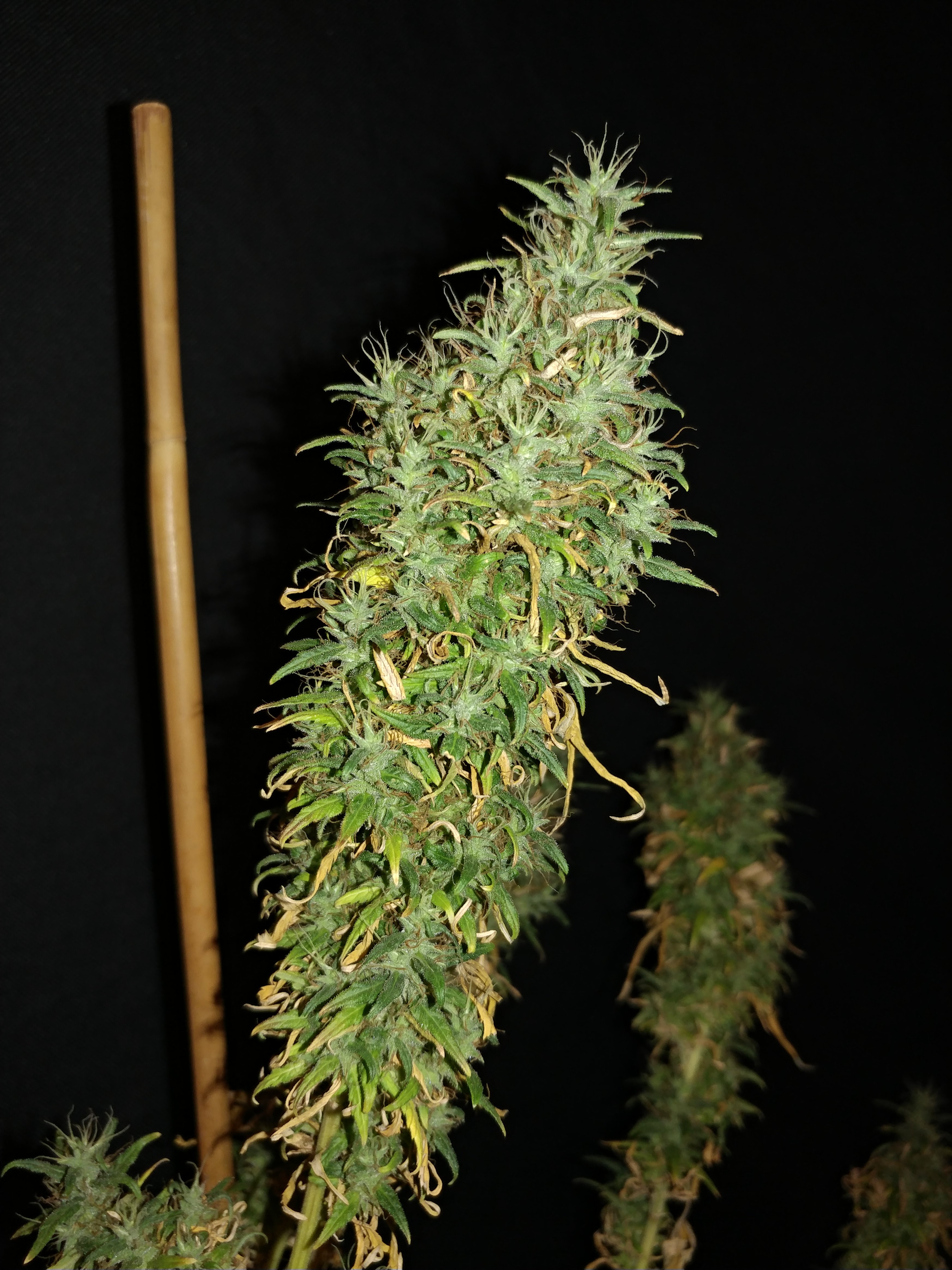 Chocolate Thai pheno 6 (1).jpg