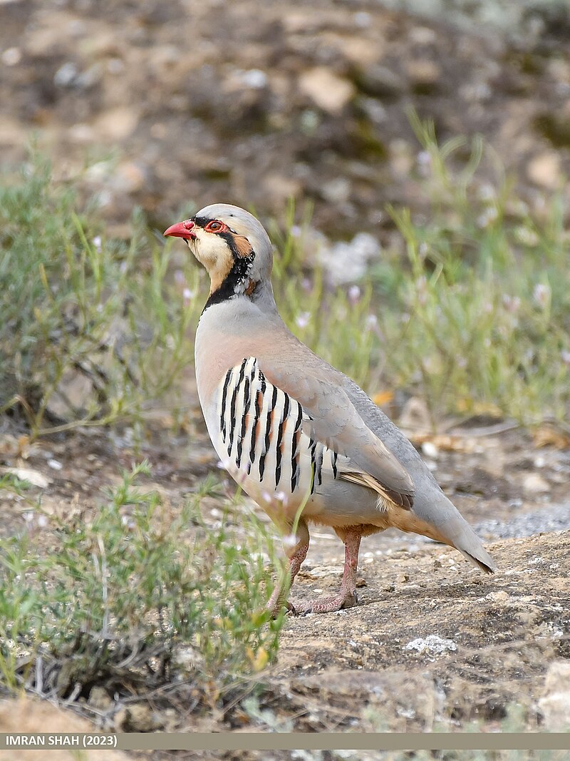 Chukar_Partridge_(Alectoris_chukar)_(53952653906).jpg