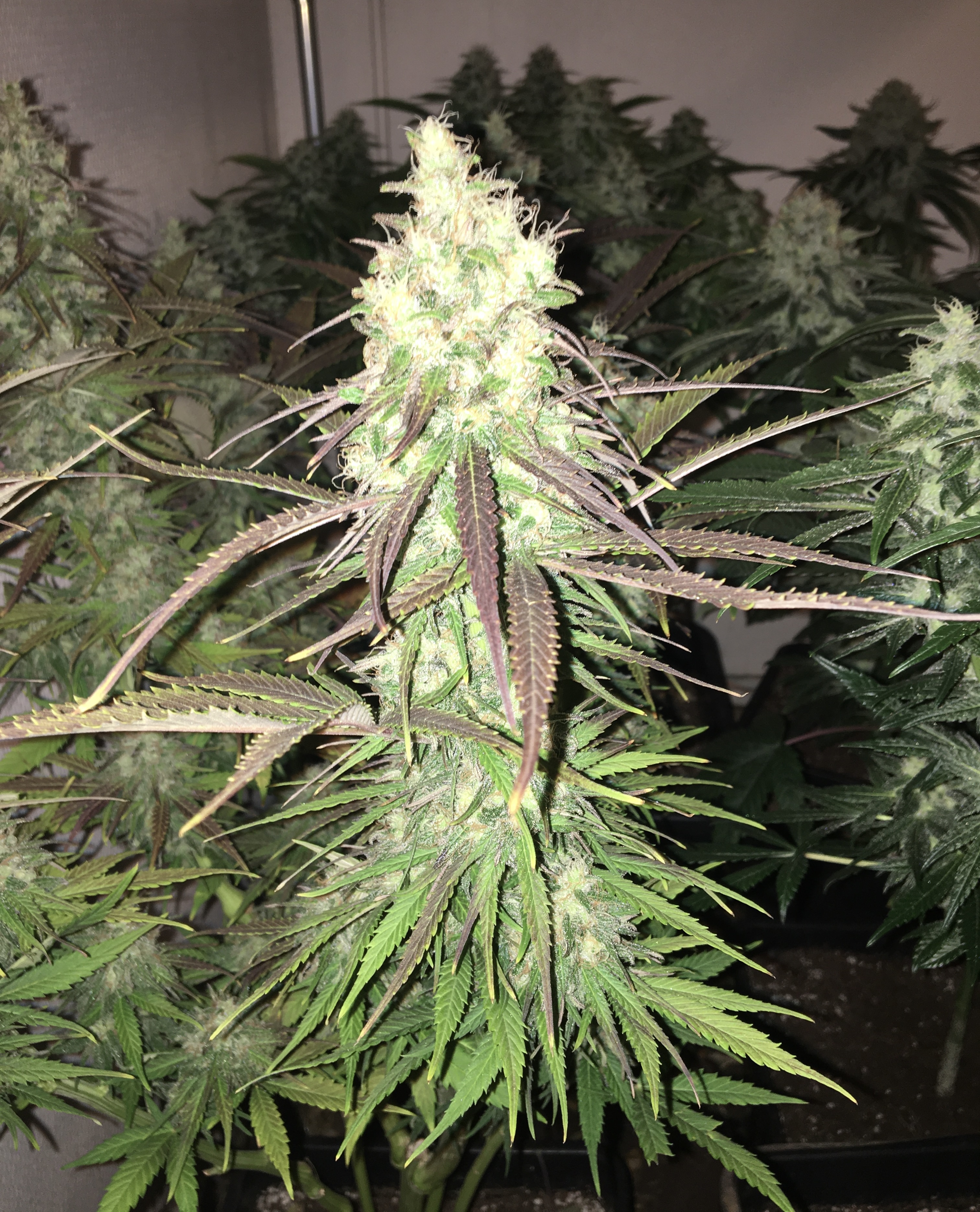 Chunky Skunk day 50.JPG